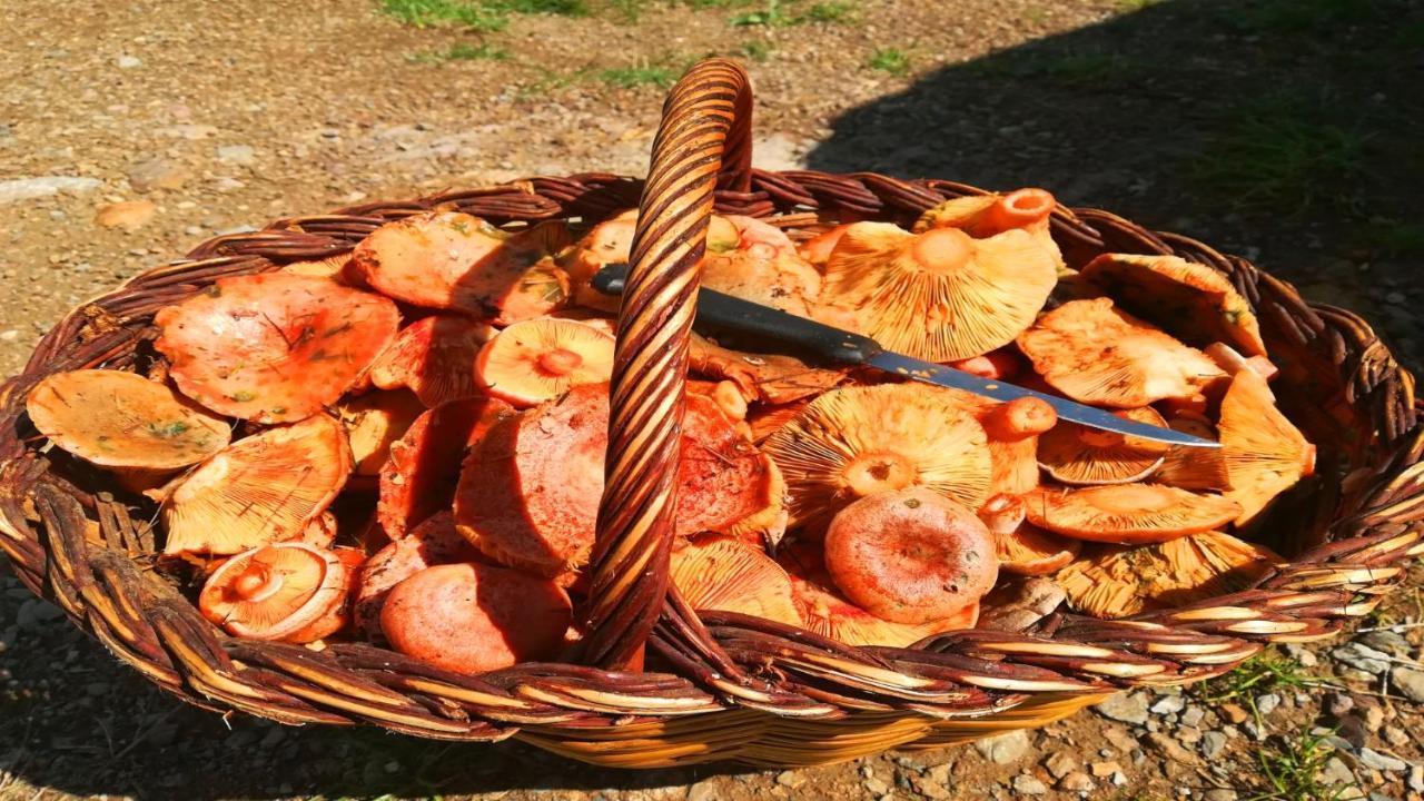 Can Guasch Camprodon Dış mekan fotoğraf